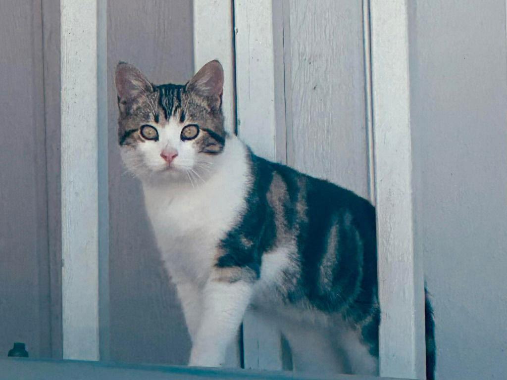 Enlarge Beau ( BC), a Adoptable Tabby in Vacaville, CA image 1/3