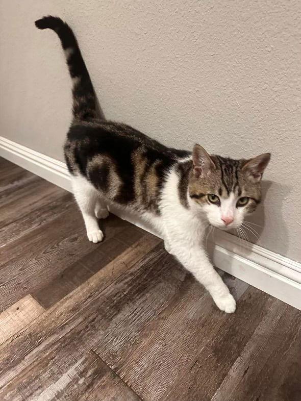 Enlarge Beau ( BC), a Adoptable Tabby in Vacaville, CA image 3/3