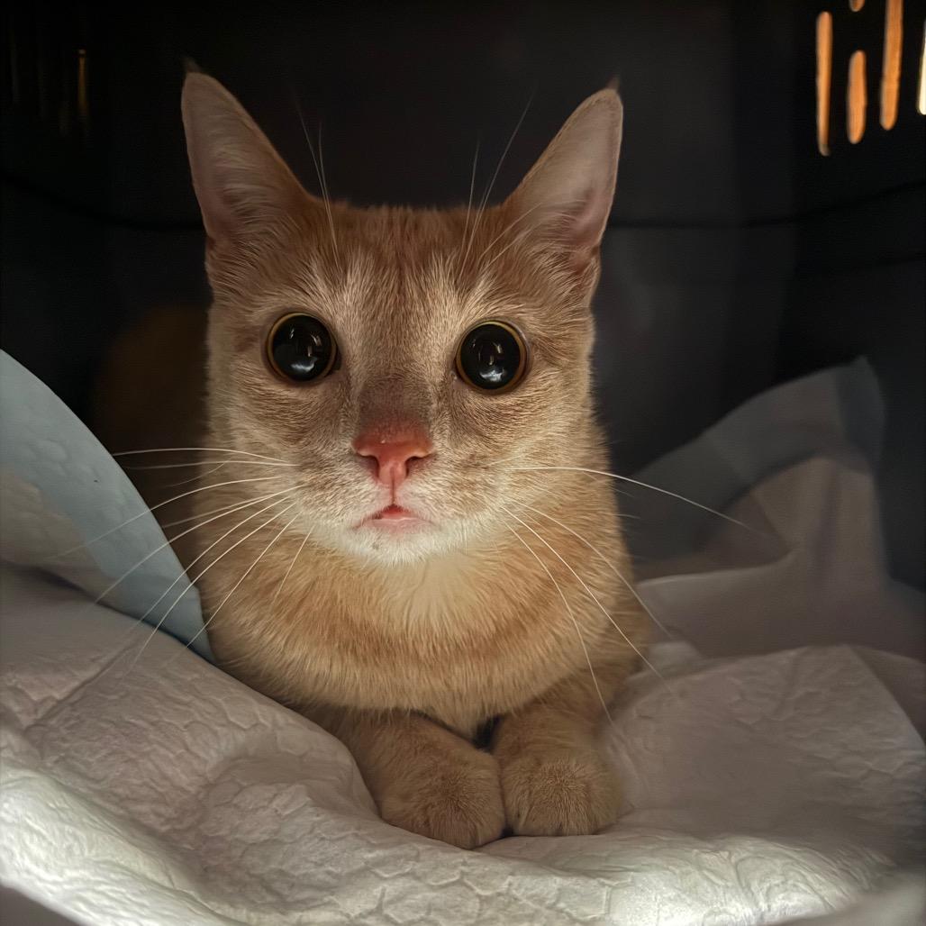 Maggie, a Adoptable Domestic Short Hair in Garfield, AR image 1/2