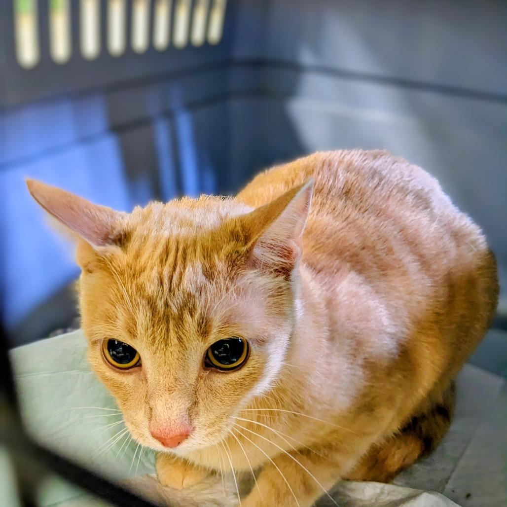 Maggie, a Adoptable Domestic Short Hair in Garfield, AR image 2/2