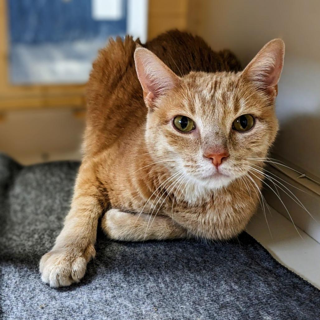 Enlarge Maggie, a Adoptable Domestic Short Hair in Garfield, AR image 3/3