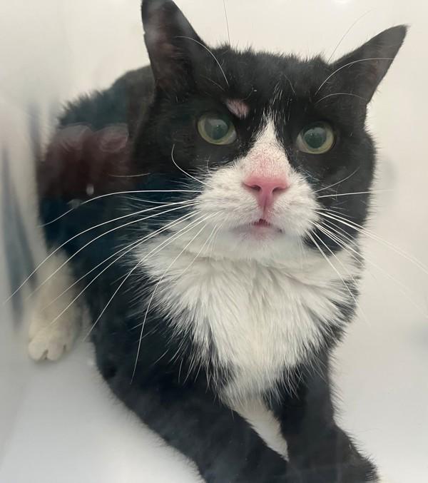 Grayson, Adoptable, Adult Male Domestic Short Hair.