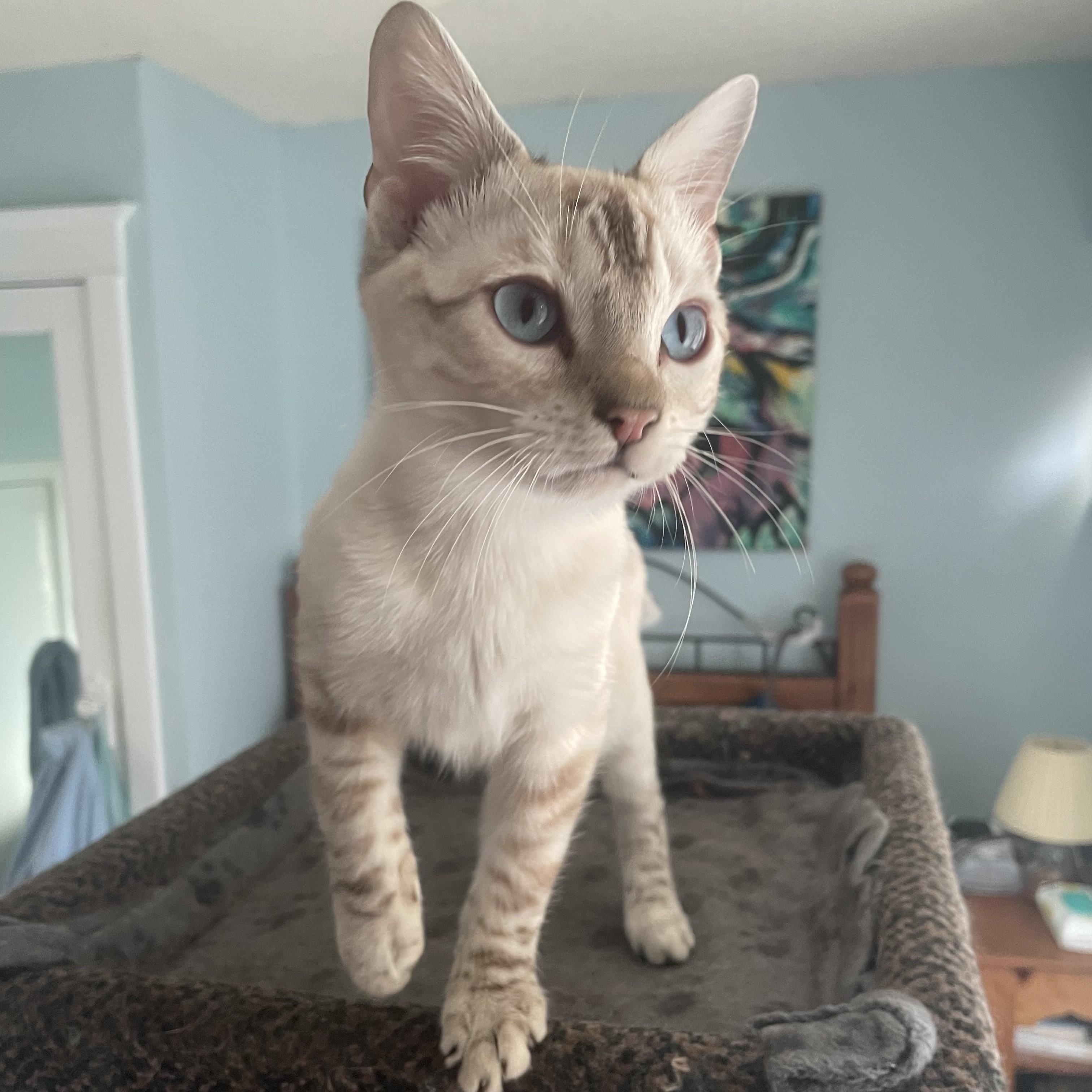 Enlarge Ghost (bonded with Marbles and Hercules), a Adoptable mixed breed in Pickering, ON image 2/6