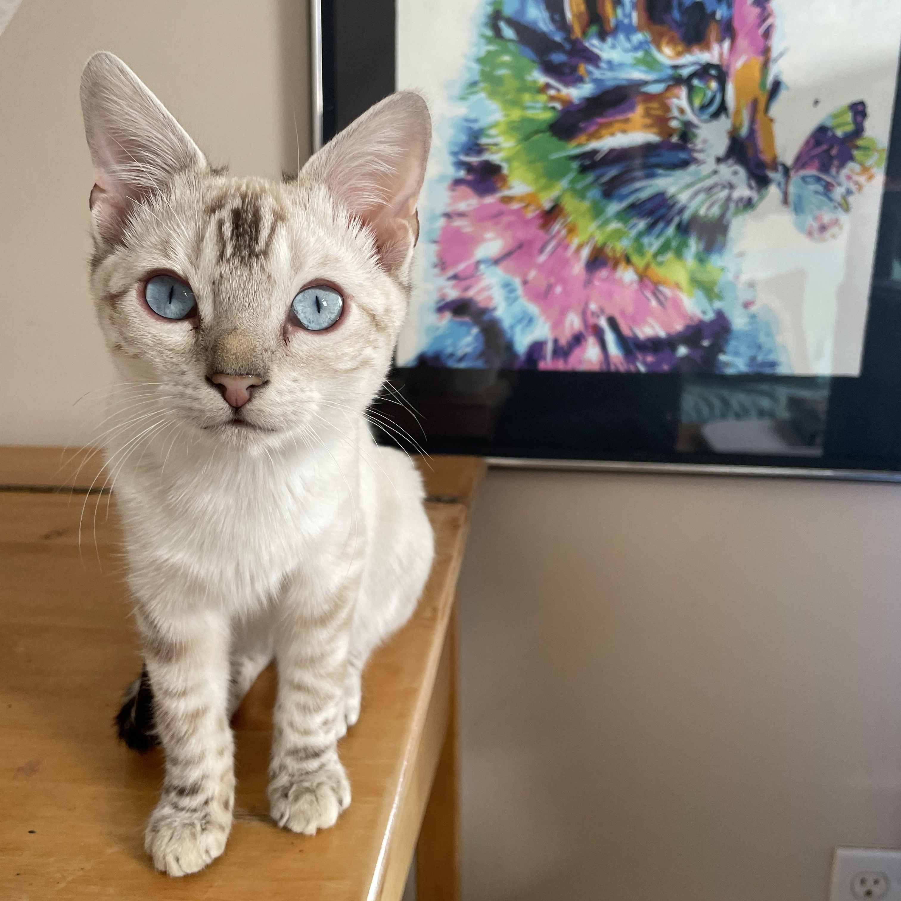 Ghost (bonded with Marbles and Hercules), Adoptable, Young Male Bengal.