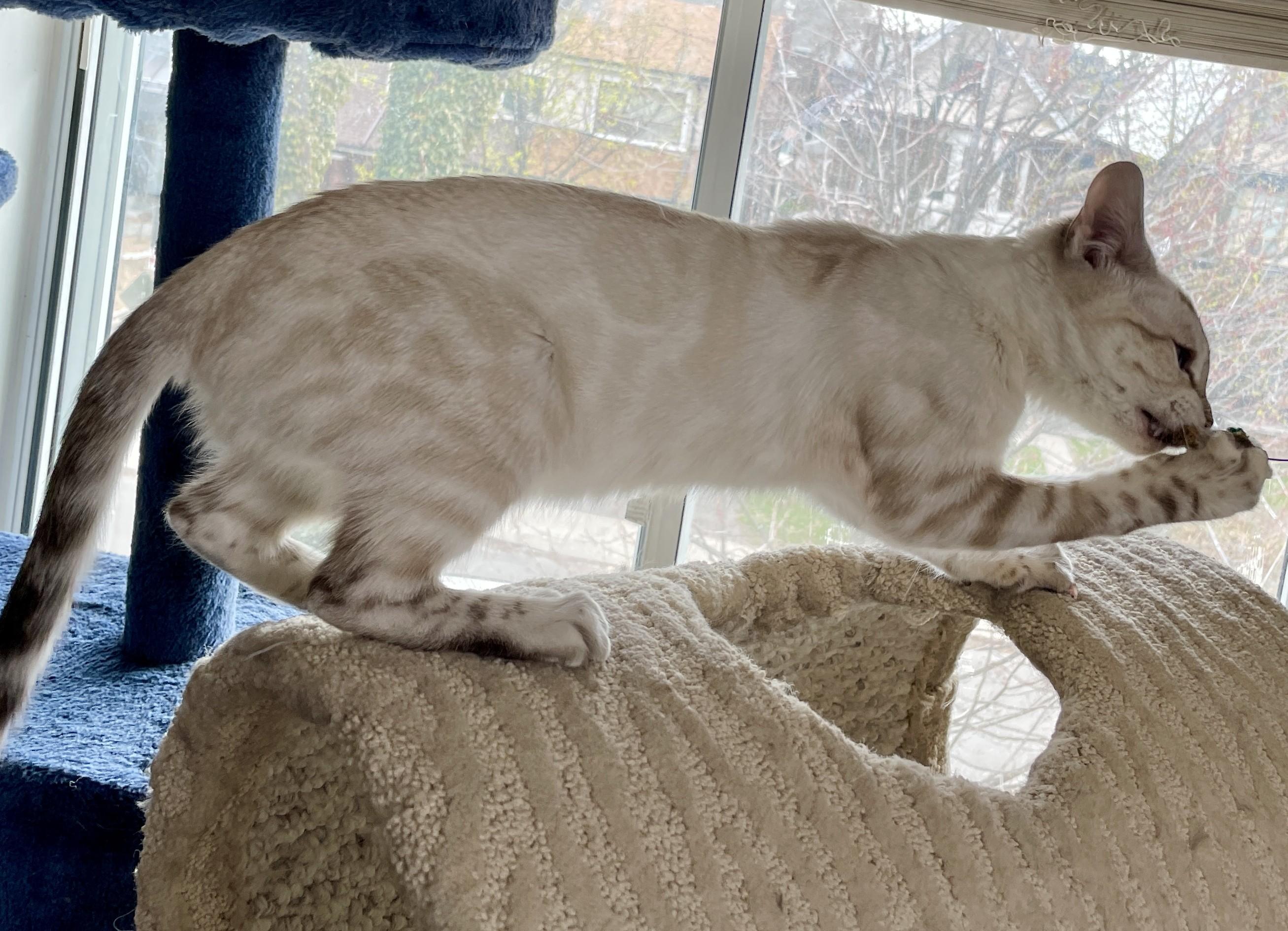 Enlarge Ghost (bonded with Marbles and Hercules), a Adoptable mixed breed in Pickering, ON image 6/6