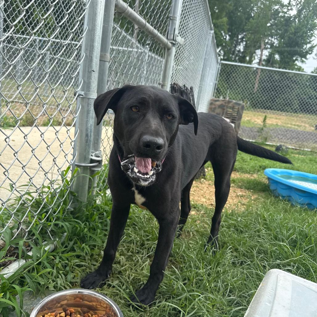 Missy 042401A, a Adoptable Labrador Retriever in Amory, MS image 1/6