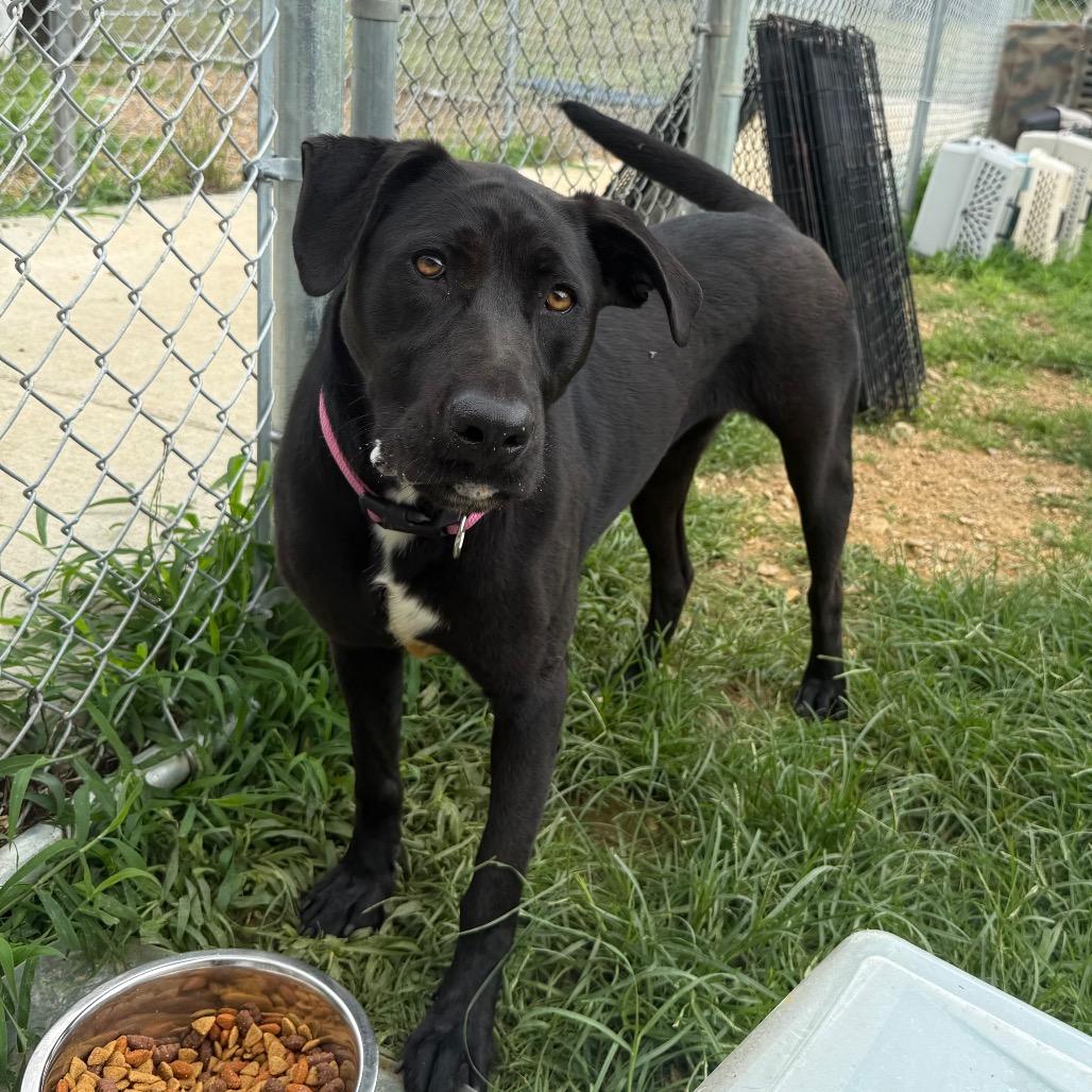 Missy 042401A, a Adoptable Labrador Retriever in Amory, MS image 2/6