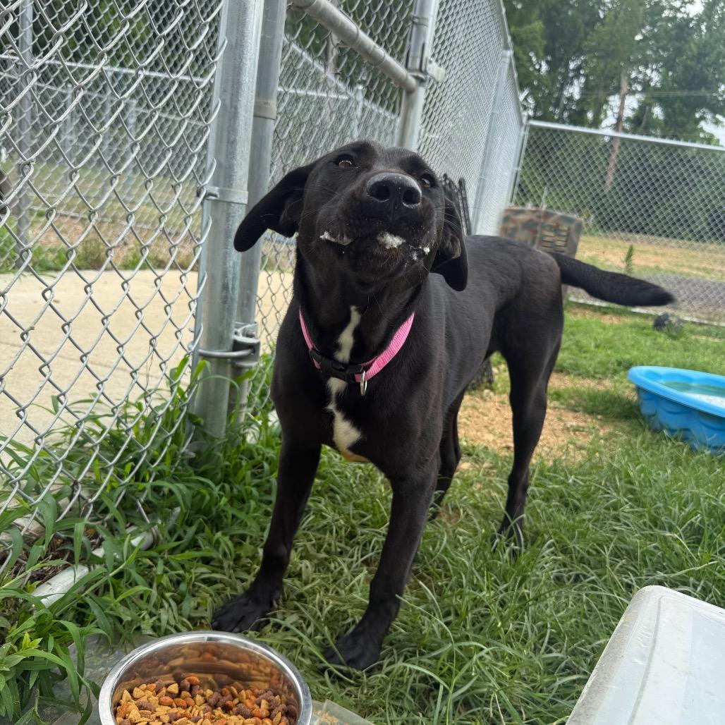 Missy 042401A, a Adoptable Labrador Retriever in Amory, MS image 3/6