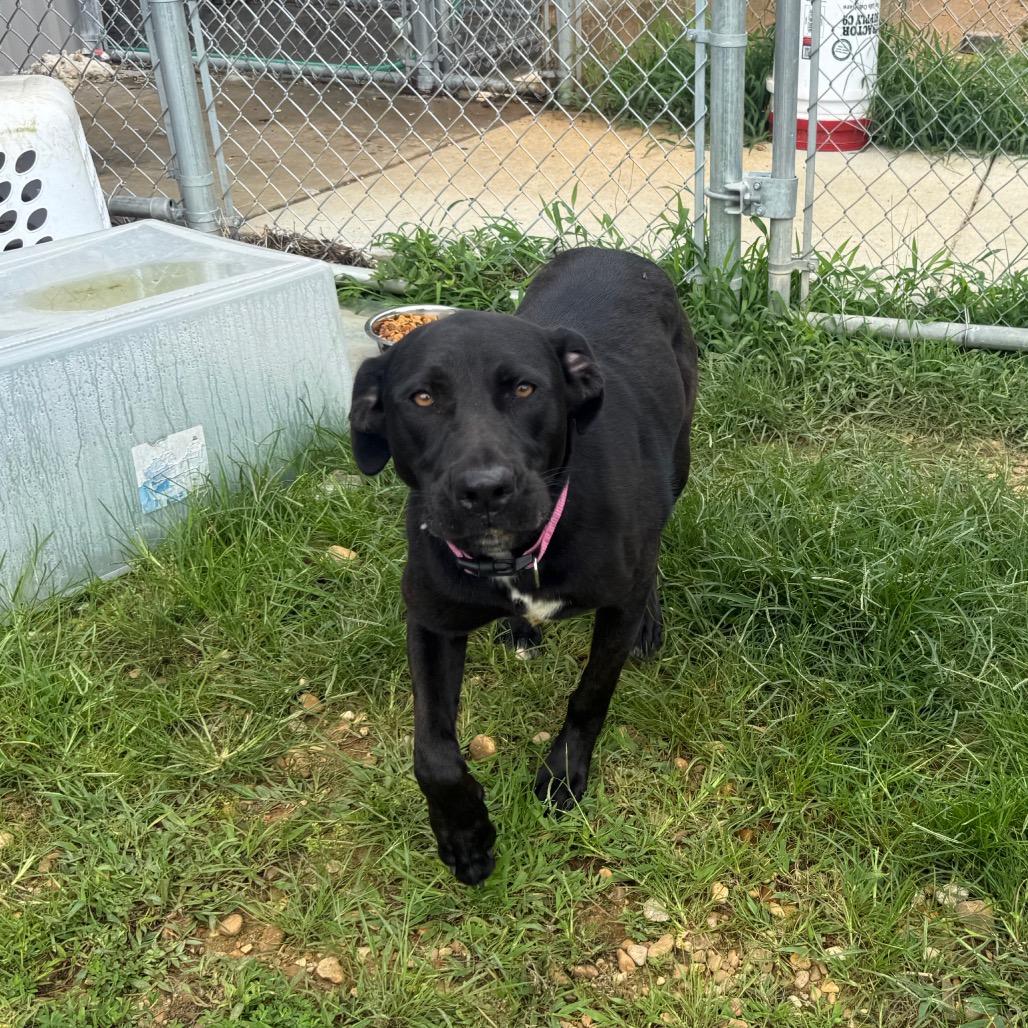 Missy 042401A, a Adoptable Labrador Retriever in Amory, MS image 4/6
