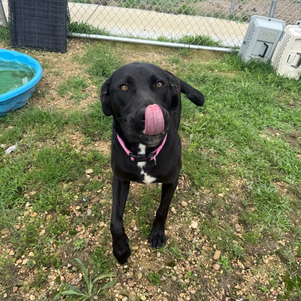 Missy 042401A, a Adoptable Labrador Retriever in Amory, MS image 5/6