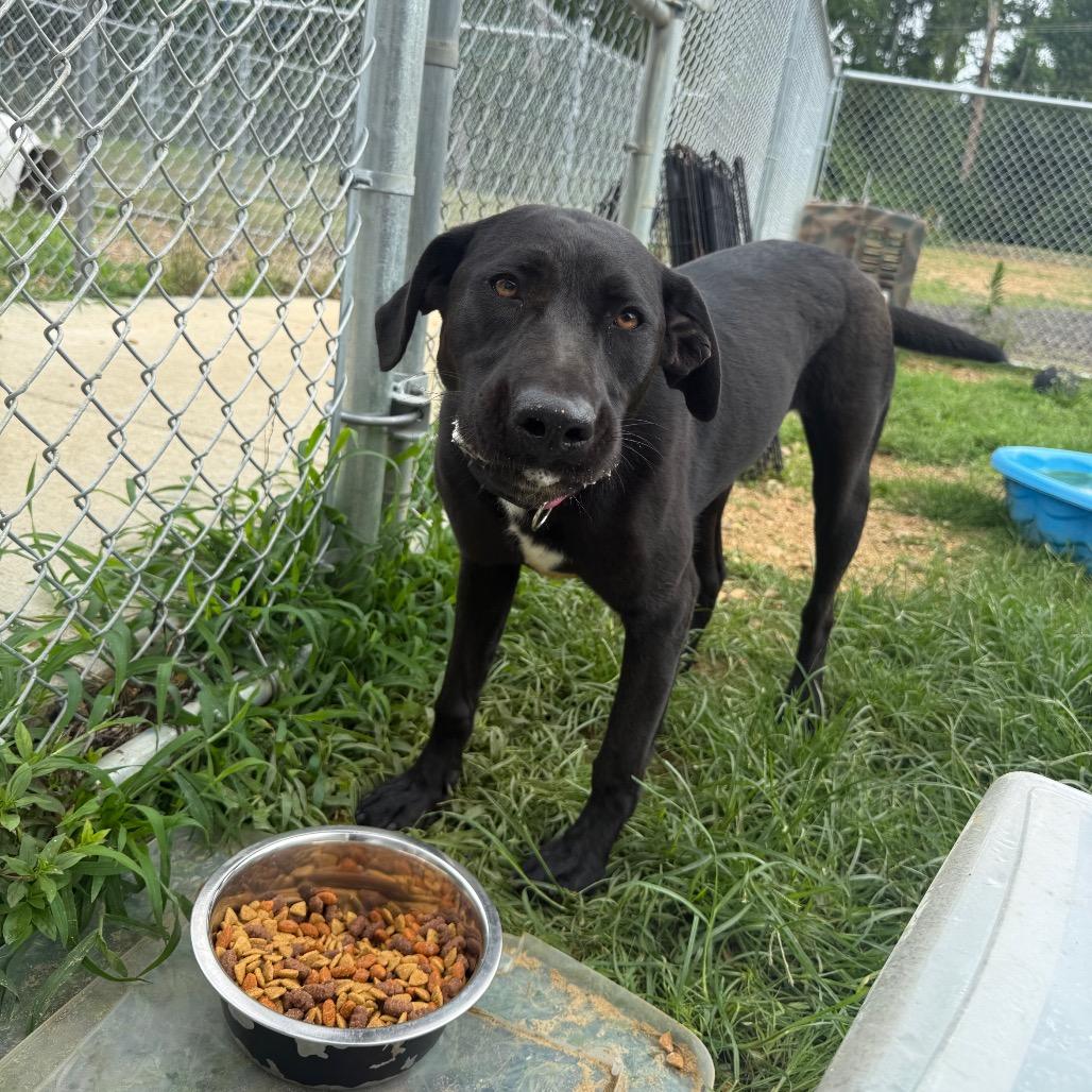 Missy 042401A, a Adoptable Labrador Retriever in Amory, MS image 6/6