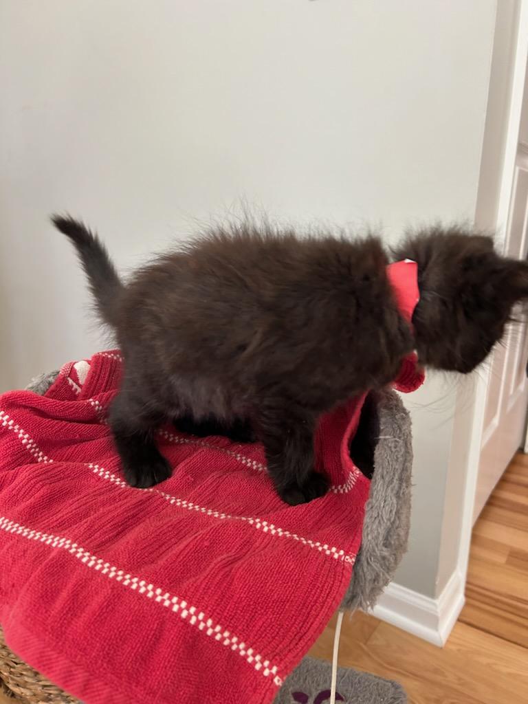 Cat for adoption Scout, a Domestic Medium Hair Mix in Howell, MI