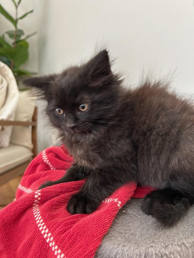 Cat for adoption Scout, a Domestic Medium Hair Mix in Howell, MI