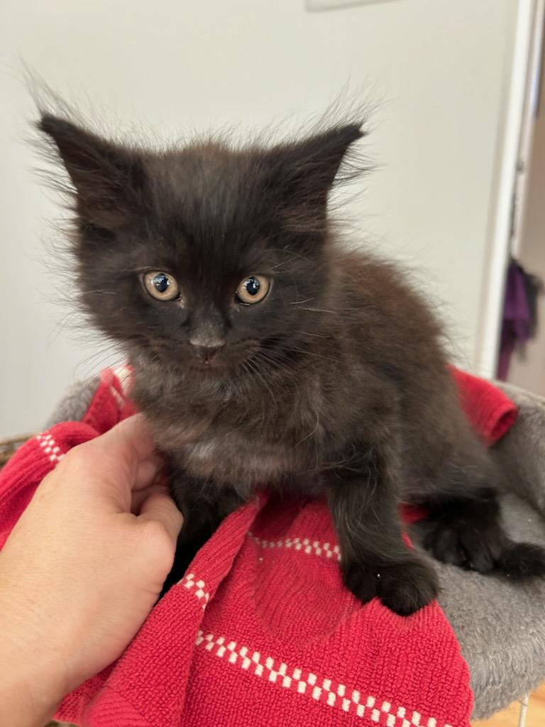Cat for adoption Scout, a Domestic Medium Hair Mix in Howell, MI