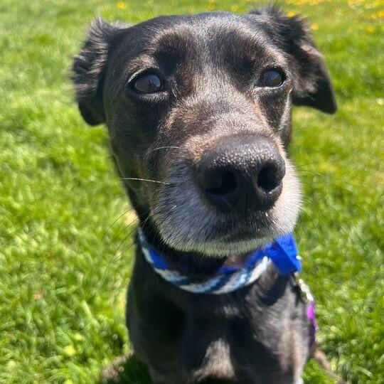 Rebel, Adoptable, Senior Male Mixed Breed.