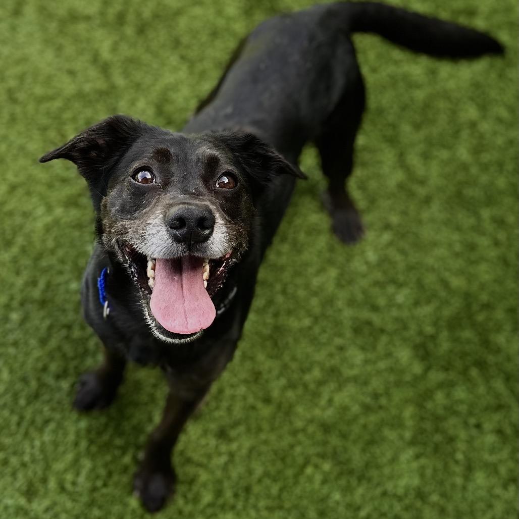 Rebel, a Adoptable Mixed Breed in Matteson, IL image 2/4