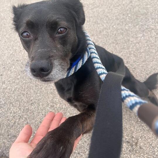 Rebel, a Adoptable Mixed Breed in Matteson, IL image 3/4