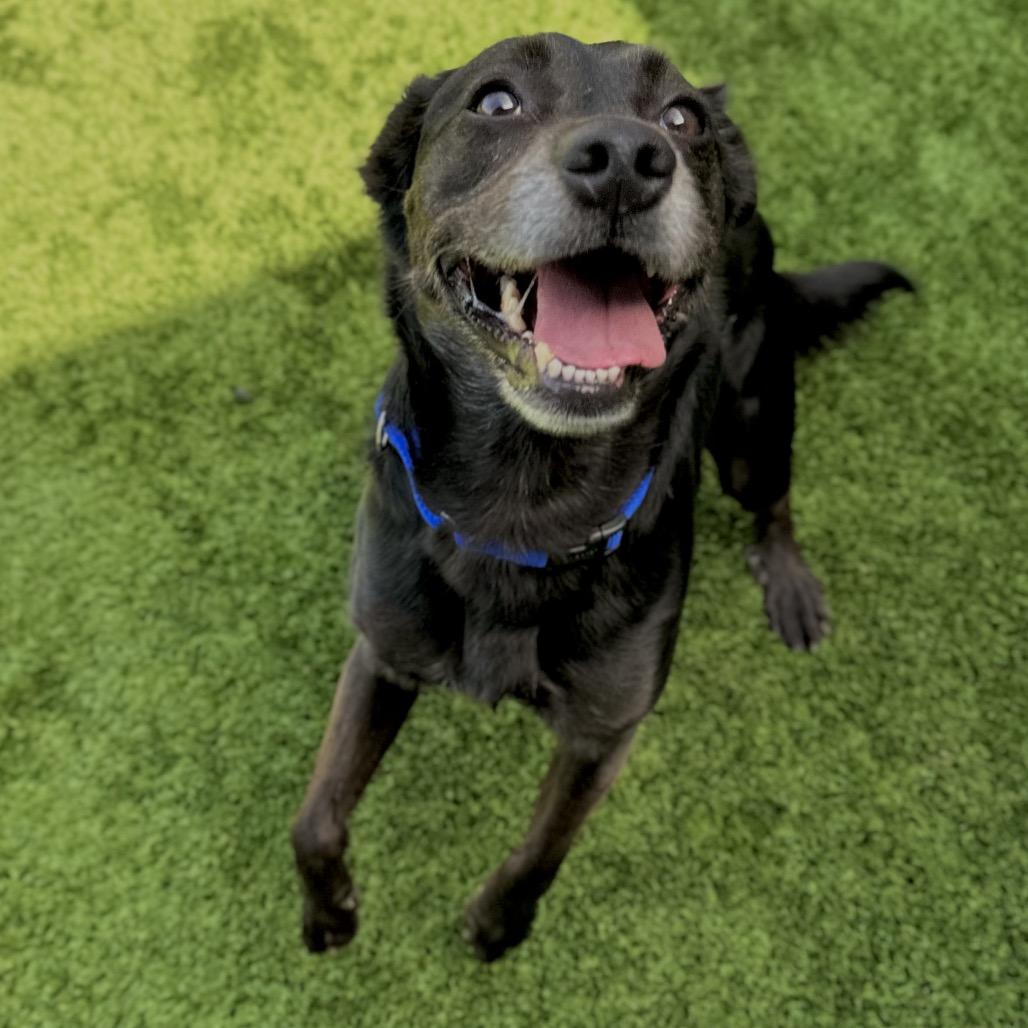 Rebel, a Adoptable Mixed Breed in Matteson, IL image 4/4