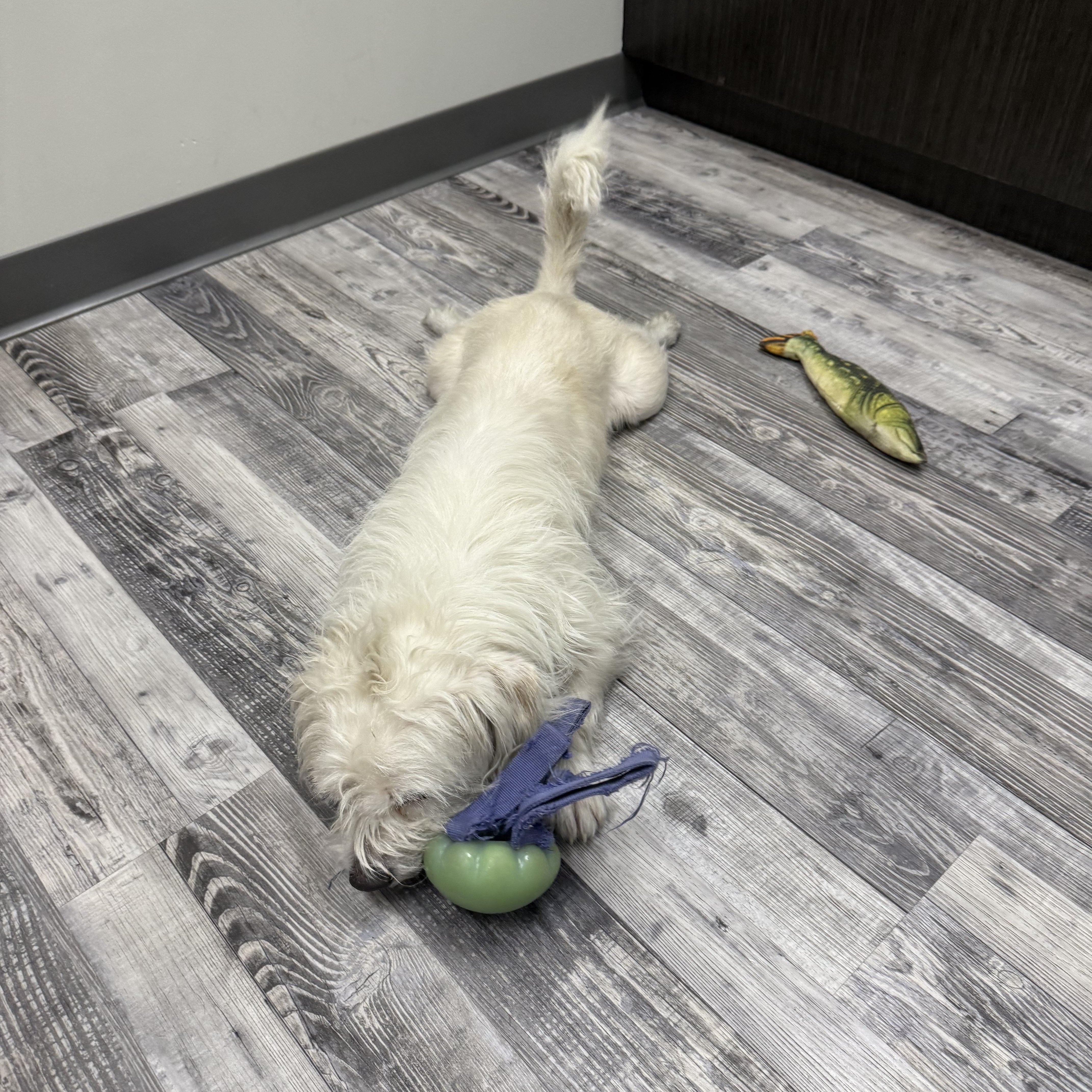 Yeti **BY APPOINTMENT ONLY**, a Adoptable mixed breed in St. Louis, MO image 6/6