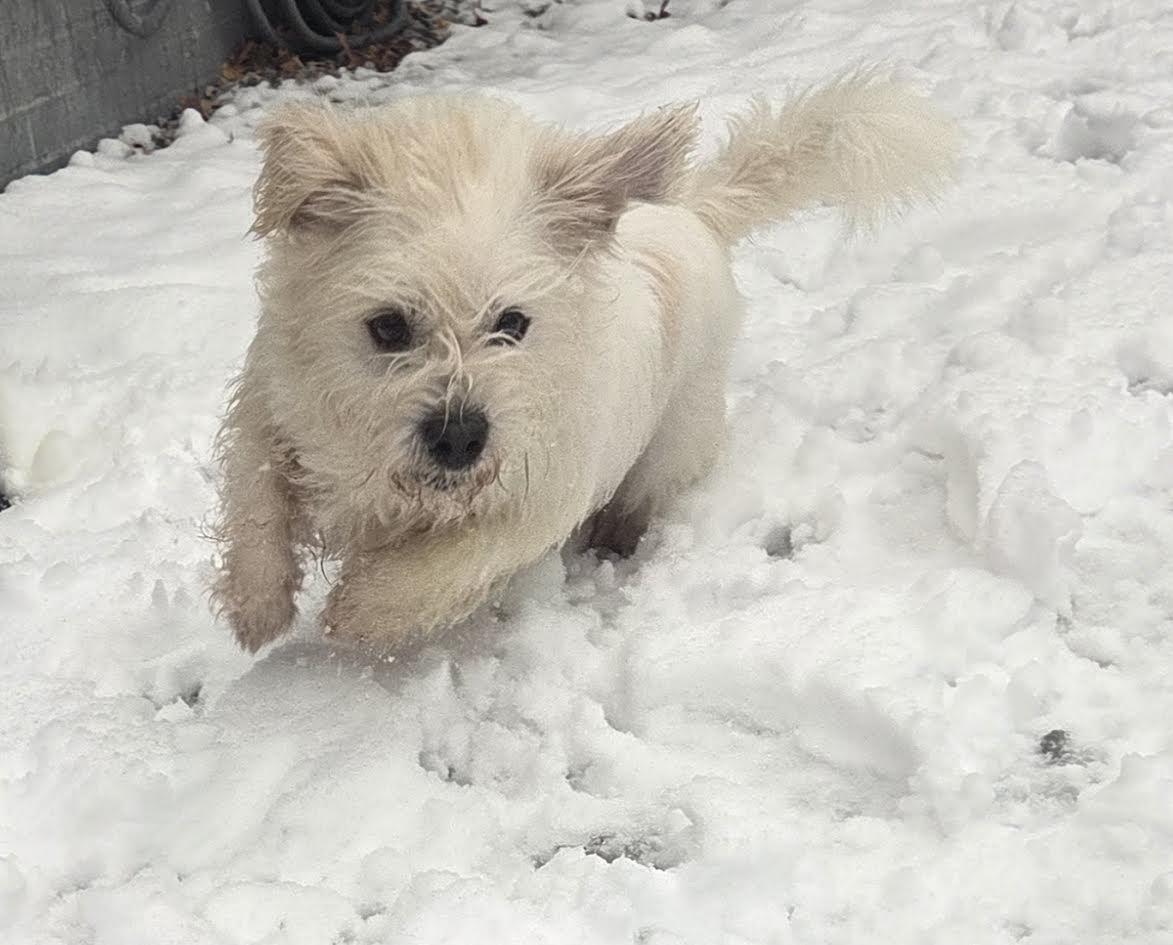 Yeti **BY APPOINTMENT ONLY**, a Adoptable mixed breed in St. Louis, MO image 3/6