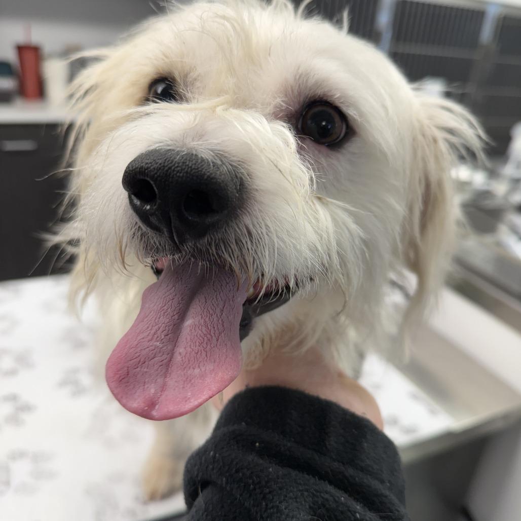 Yeti **BY APPOINTMENT ONLY**, a Adoptable mixed breed in St. Louis, MO image 2/6