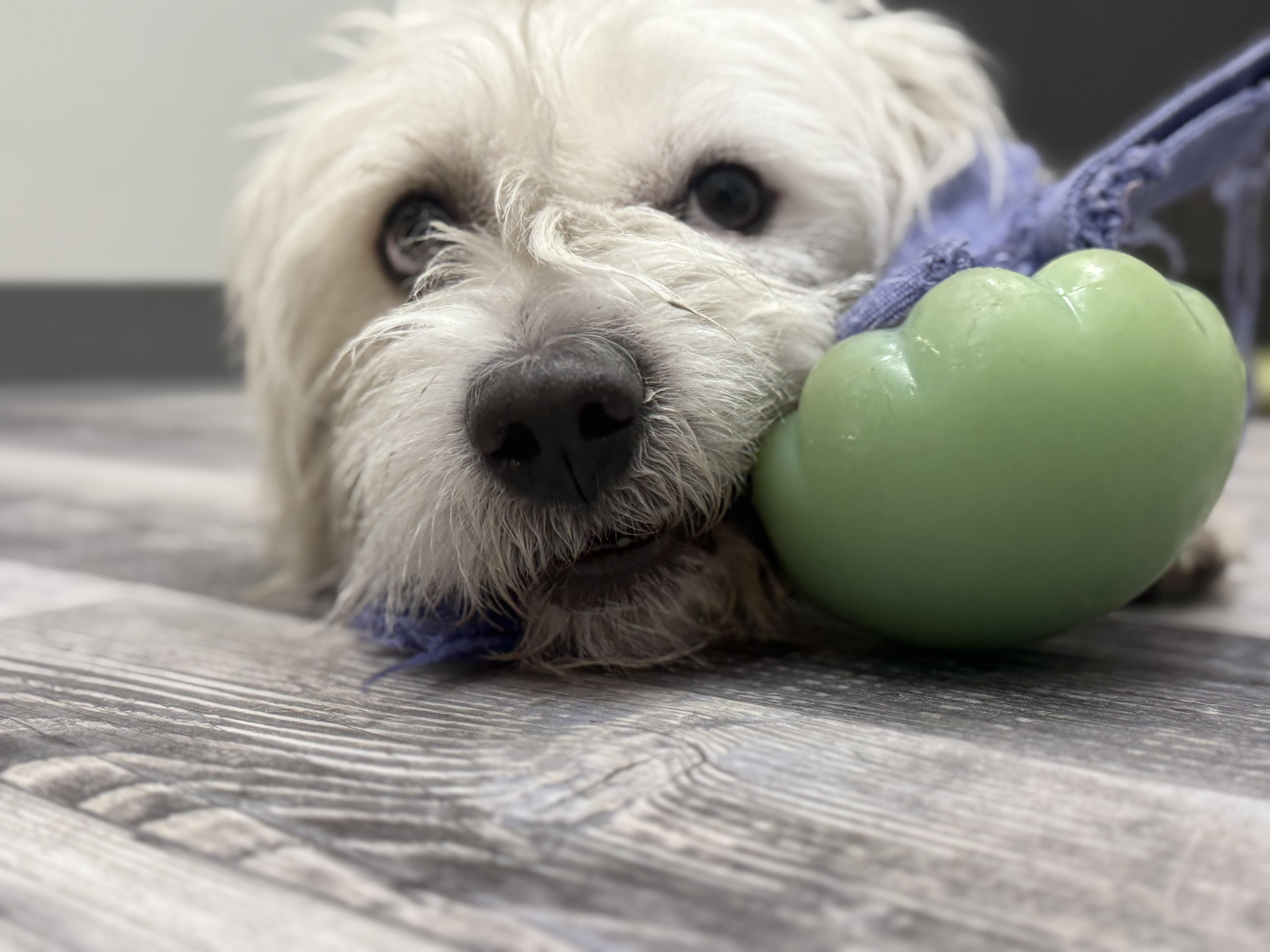 Yeti **BY APPOINTMENT ONLY**, a Adoptable mixed breed in St. Louis, MO image 5/6