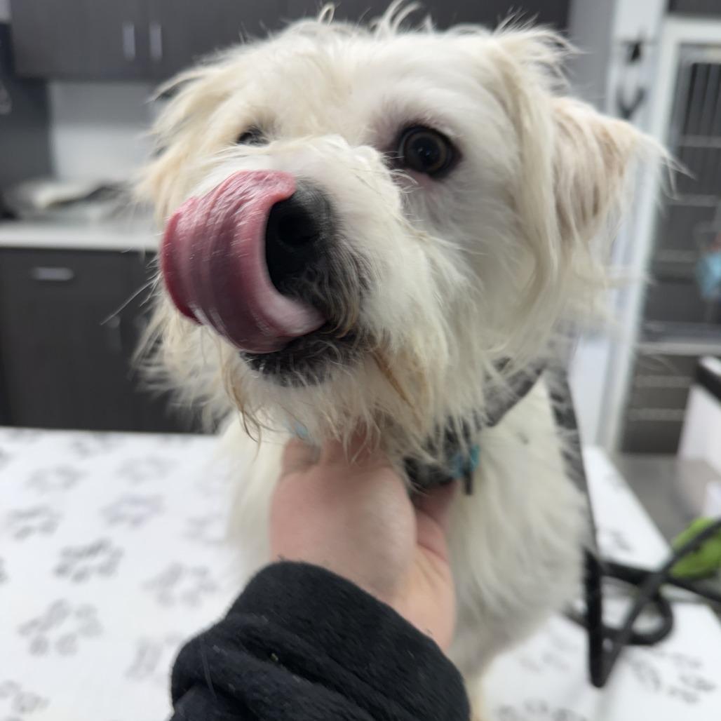 Yeti **BY APPOINTMENT ONLY**, a Adoptable mixed breed in St. Louis, MO image 4/6