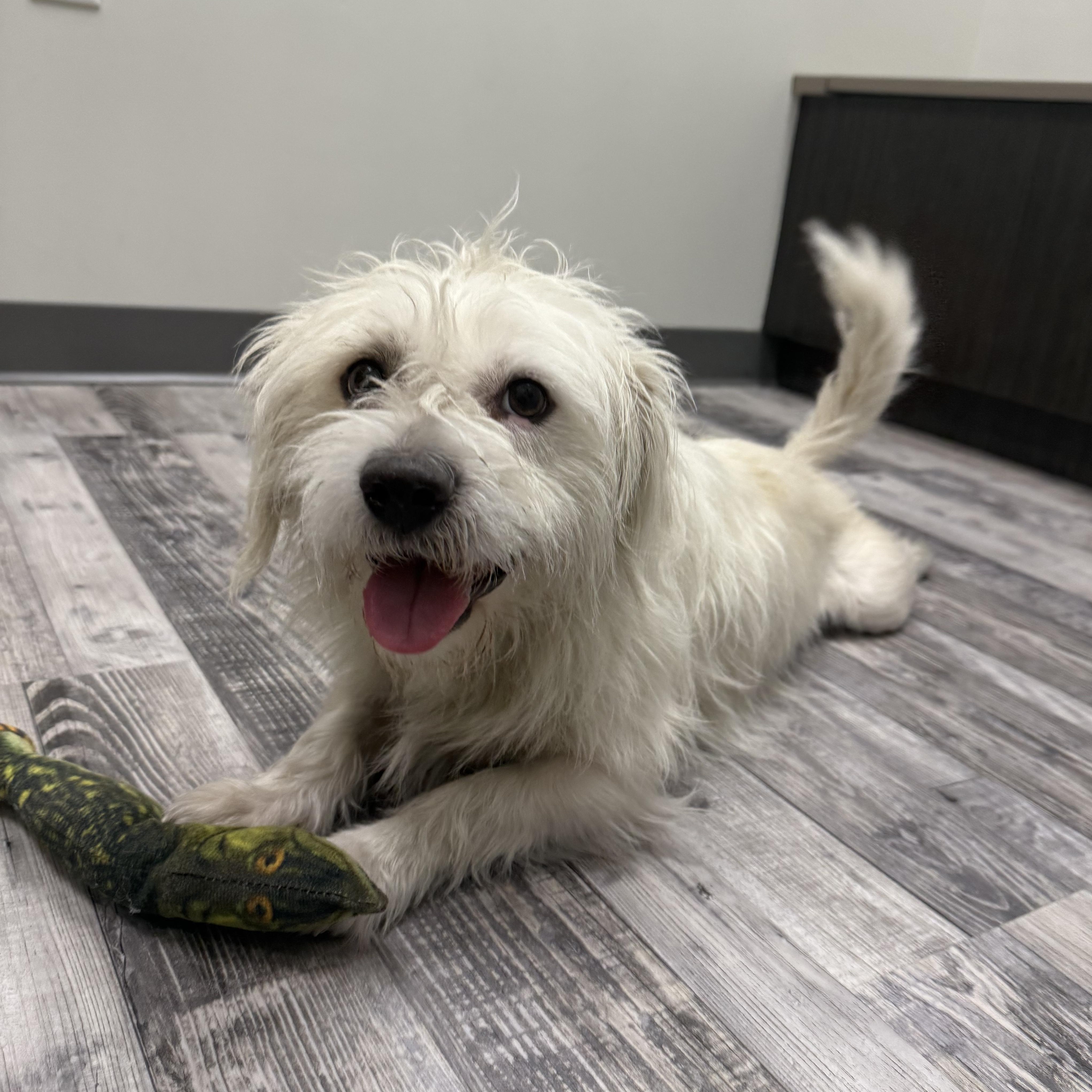 Yeti **BY APPOINTMENT ONLY**, a Adoptable mixed breed in St. Louis, MO image 1/6