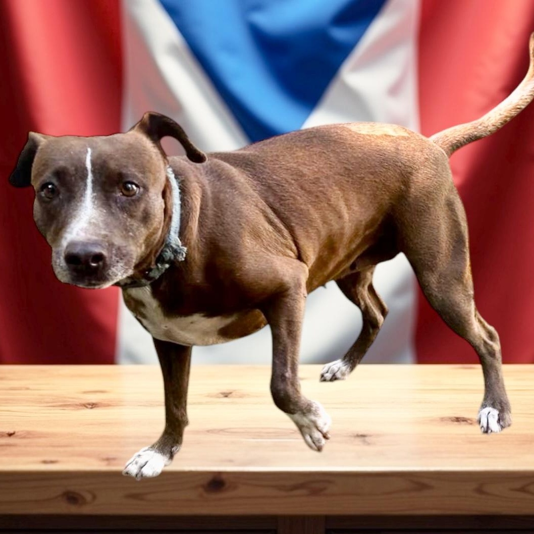 Enlarge Chancey, a Adoptable mixed breed in Punta Santiago, PR image 3/4