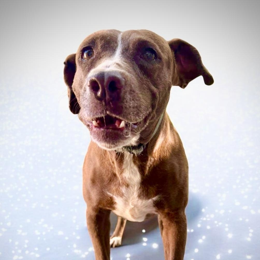 Enlarge Chancey, a Adoptable mixed breed in Punta Santiago, PR image 1/4