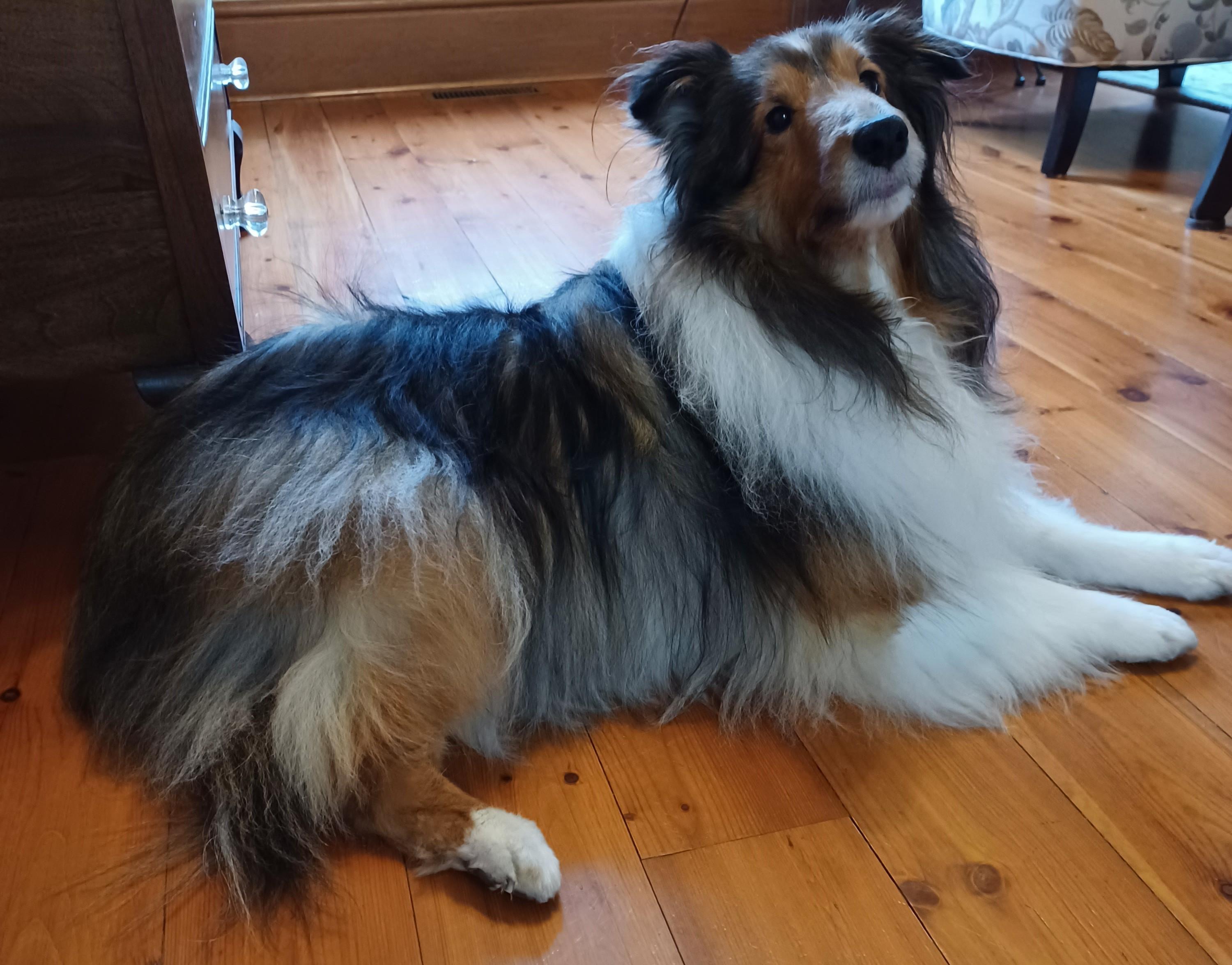 Enlarge Mitzy - ADOPTED!!!, an adopted Shetland Sheepdog / Sheltie in York, ON image 3/3