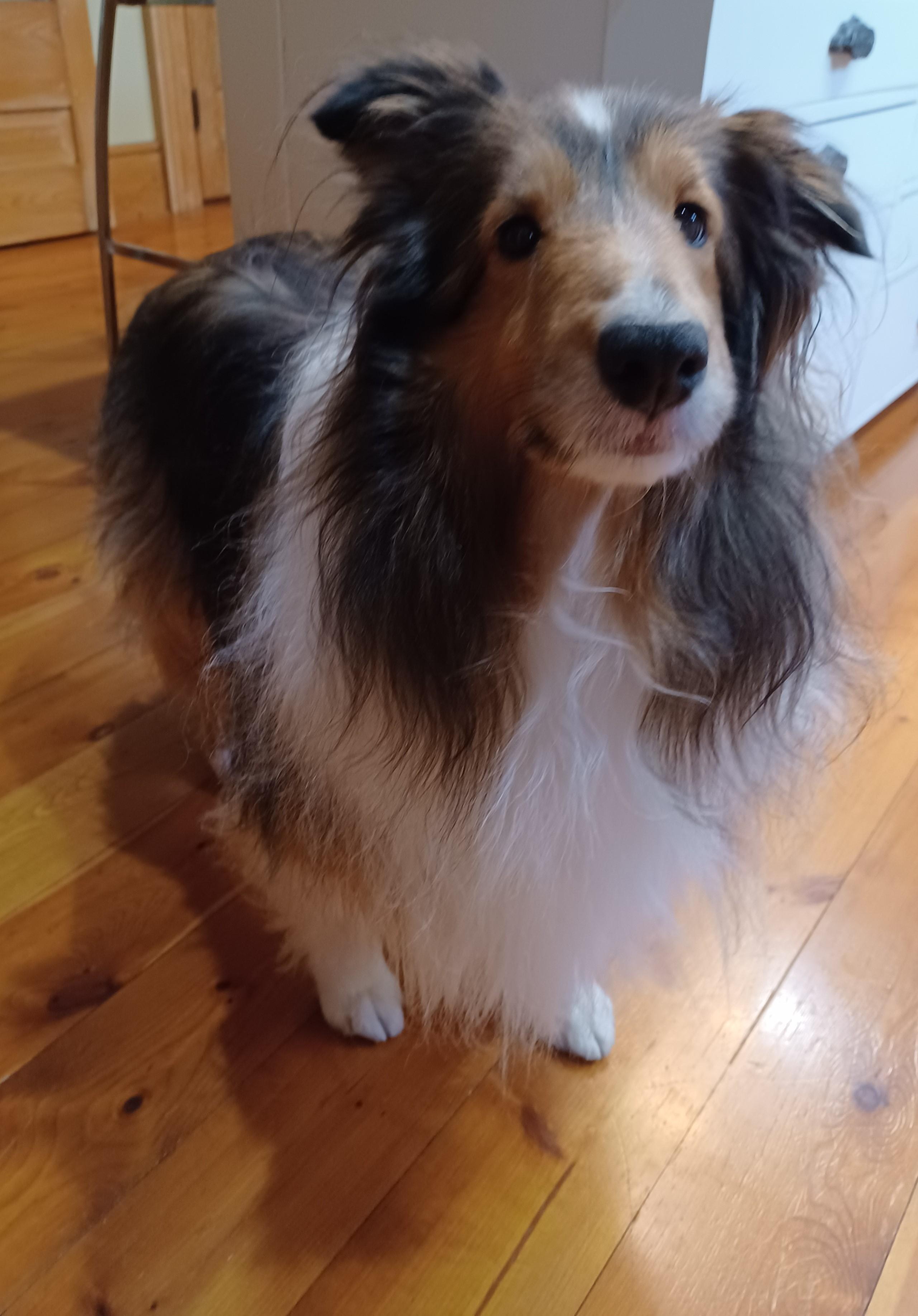 Enlarge Mitzy - ADOPTED!!!, an adopted Shetland Sheepdog / Sheltie in York, ON image 2/3