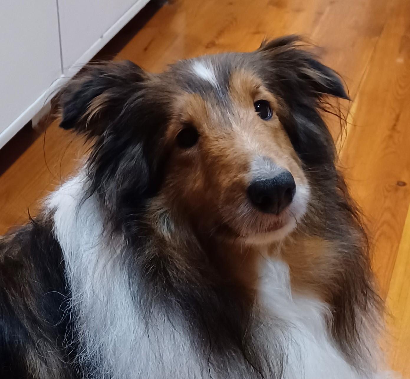 Mitzy - ADOPTED!!!, ADOPTABLE, Adult Female Shetland Sheepdog / Sheltie.