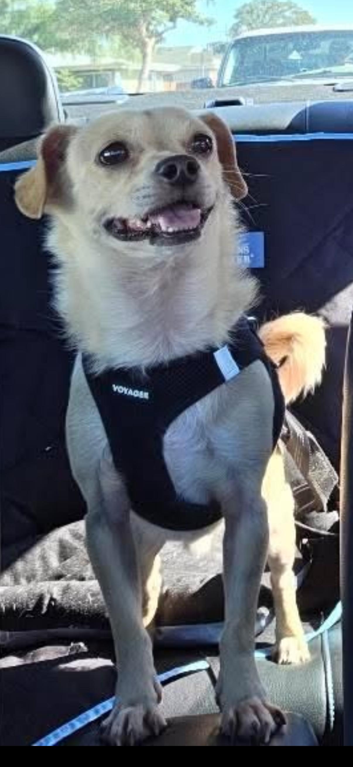 Enlarge Logan, a Adoptable Chihuahua in San Diego, CA image 2/3