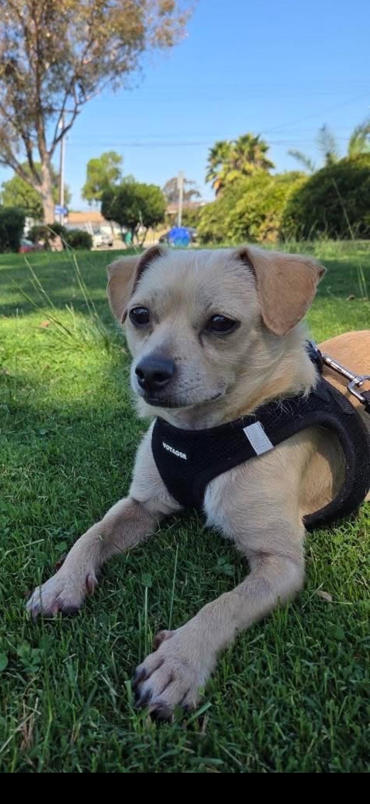 Logan, Adoptable, Adult Male Chihuahua.