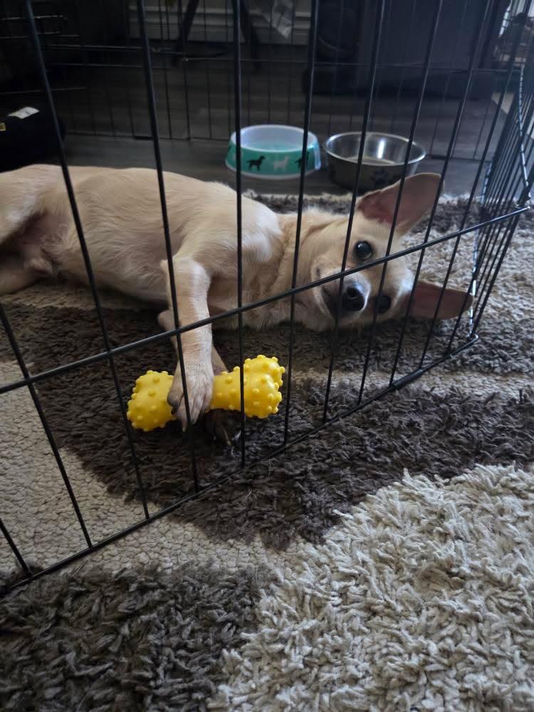 Enlarge Logan, a Adoptable Chihuahua in San Diego, CA image 3/3