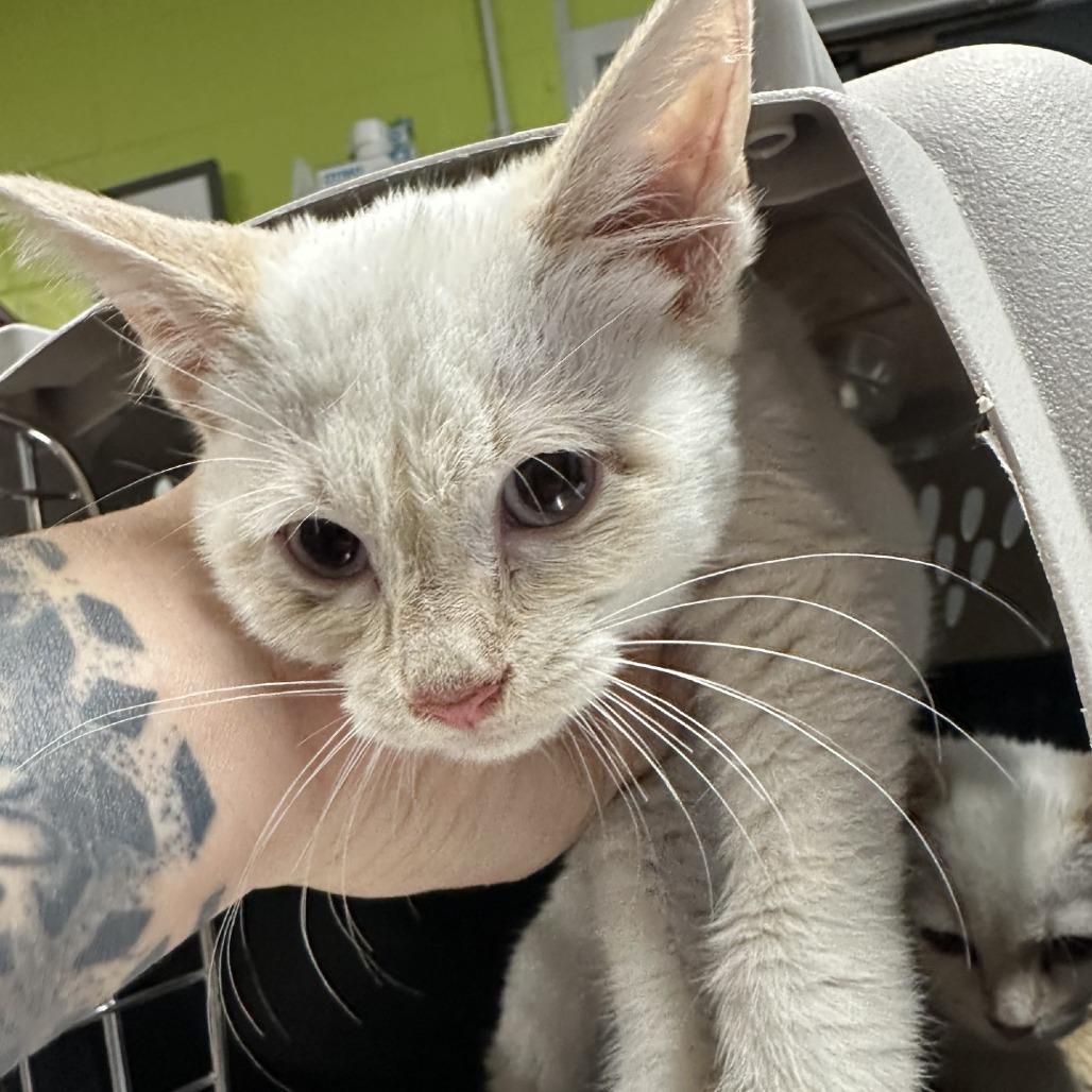 Sugar, Adoptable, Young Female Domestic Short Hair.