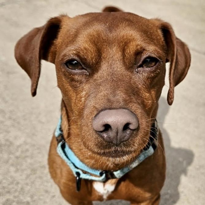 Goofy, Adoptable, Adult Male Miniature Pinscher.