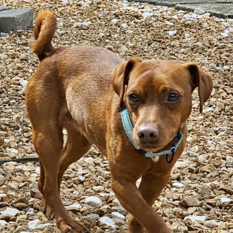 Enlarge Goofy, a Adoptable Miniature Pinscher in Pekin, IL image 2/3