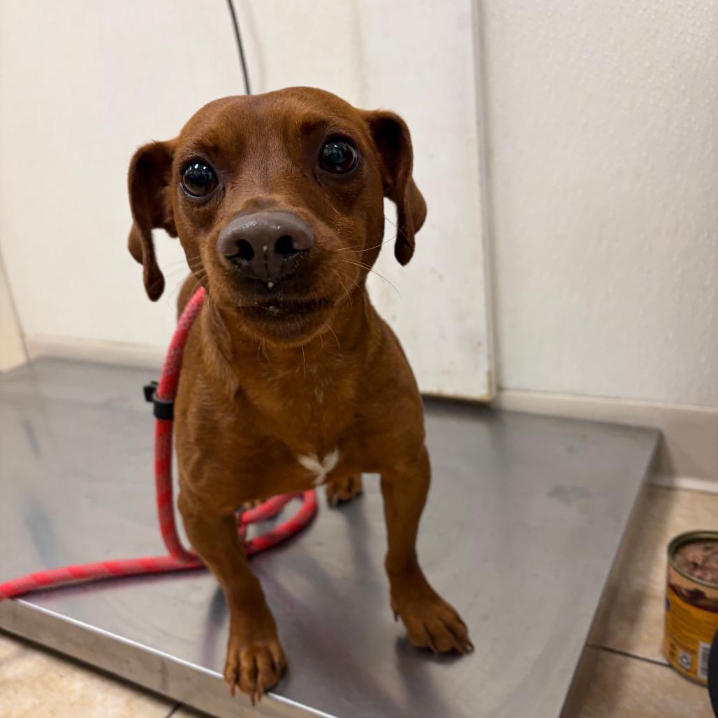 Enlarge Goofy, a Adoptable Miniature Pinscher in Pekin, IL image 3/3