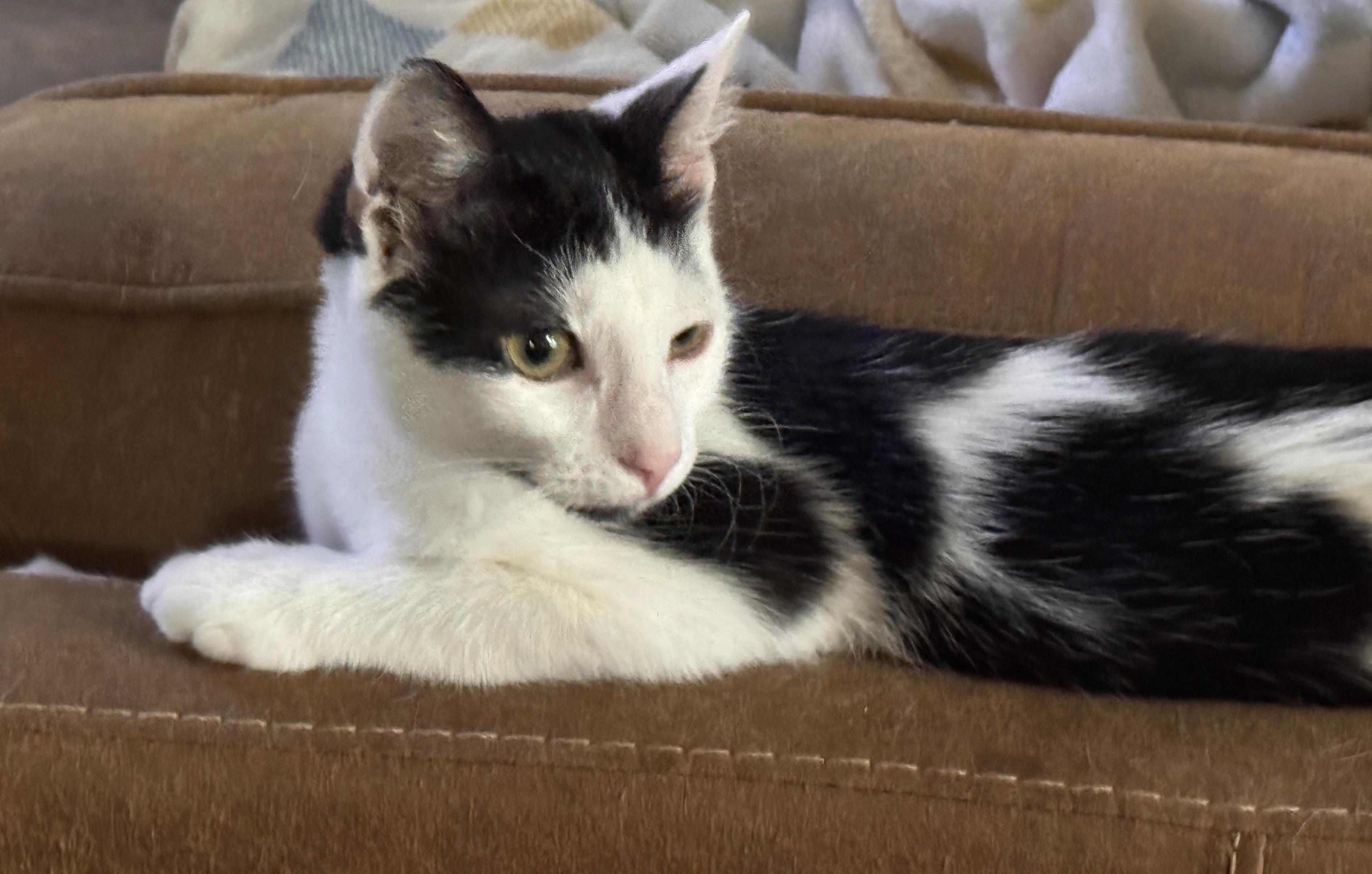 Enlarge REX, a ADOPTABLE American Shorthair in Grand Prairie, TX image 3/3