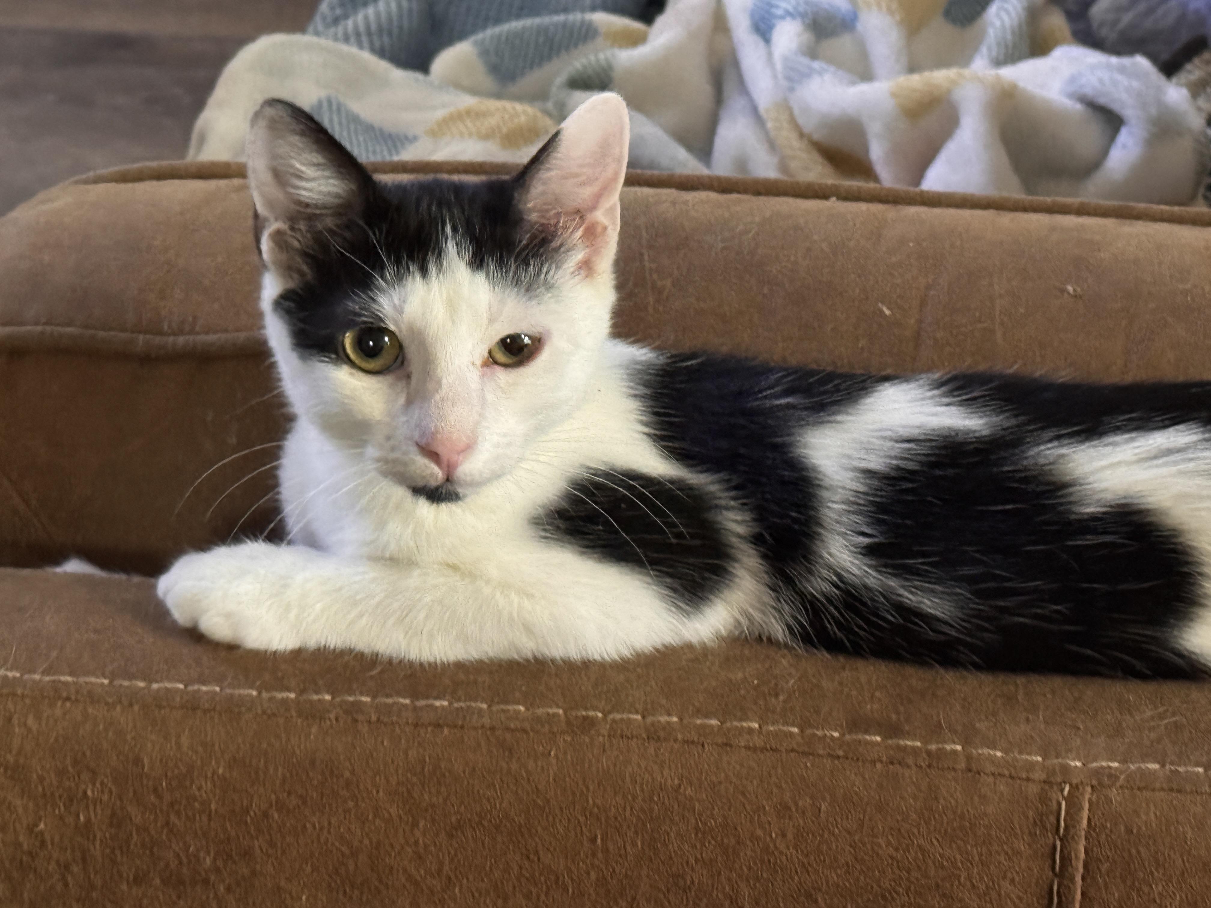 REX, ADOPTABLE, Young Male American Shorthair.