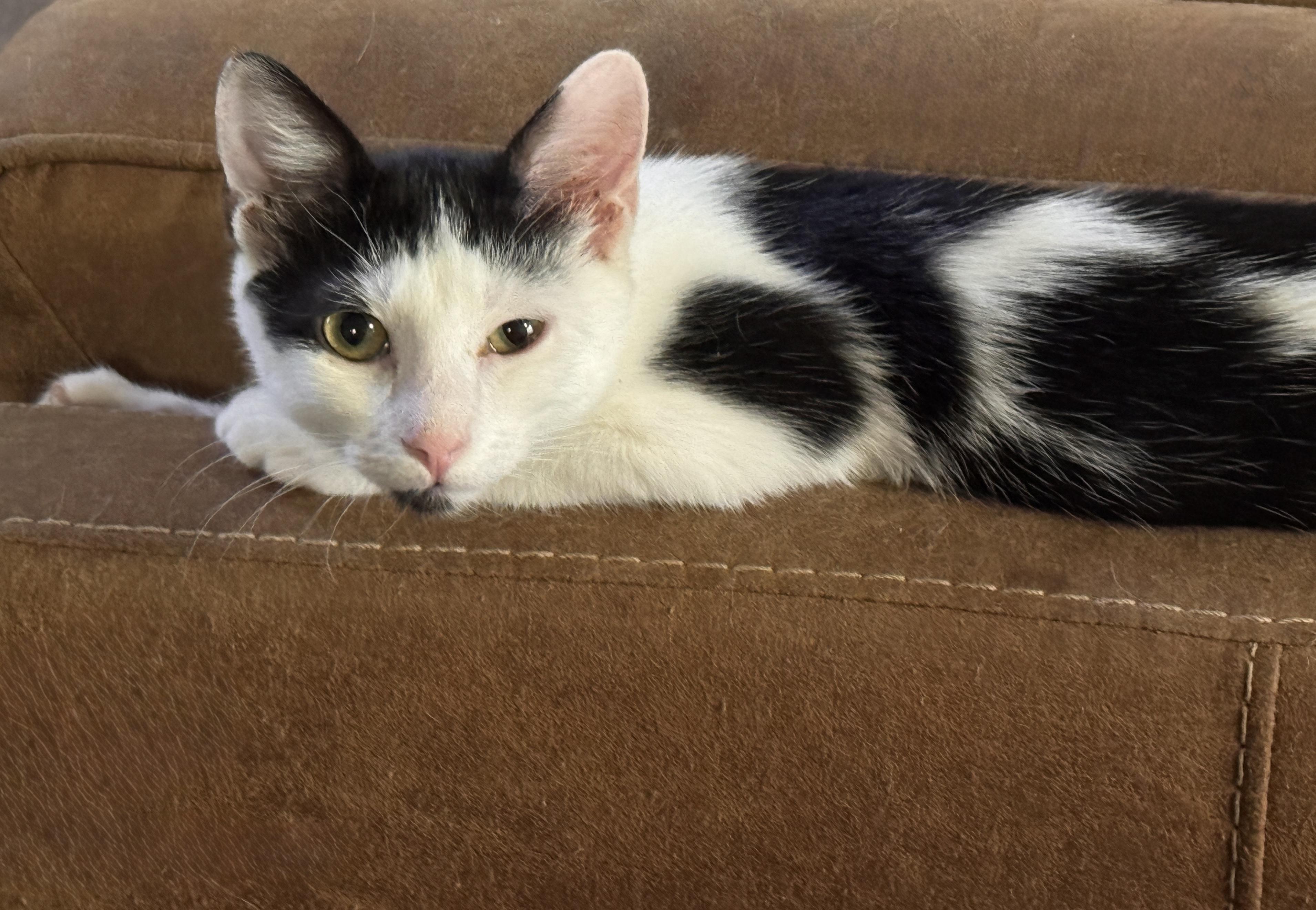 Enlarge REX, a ADOPTABLE American Shorthair in Grand Prairie, TX image 2/3