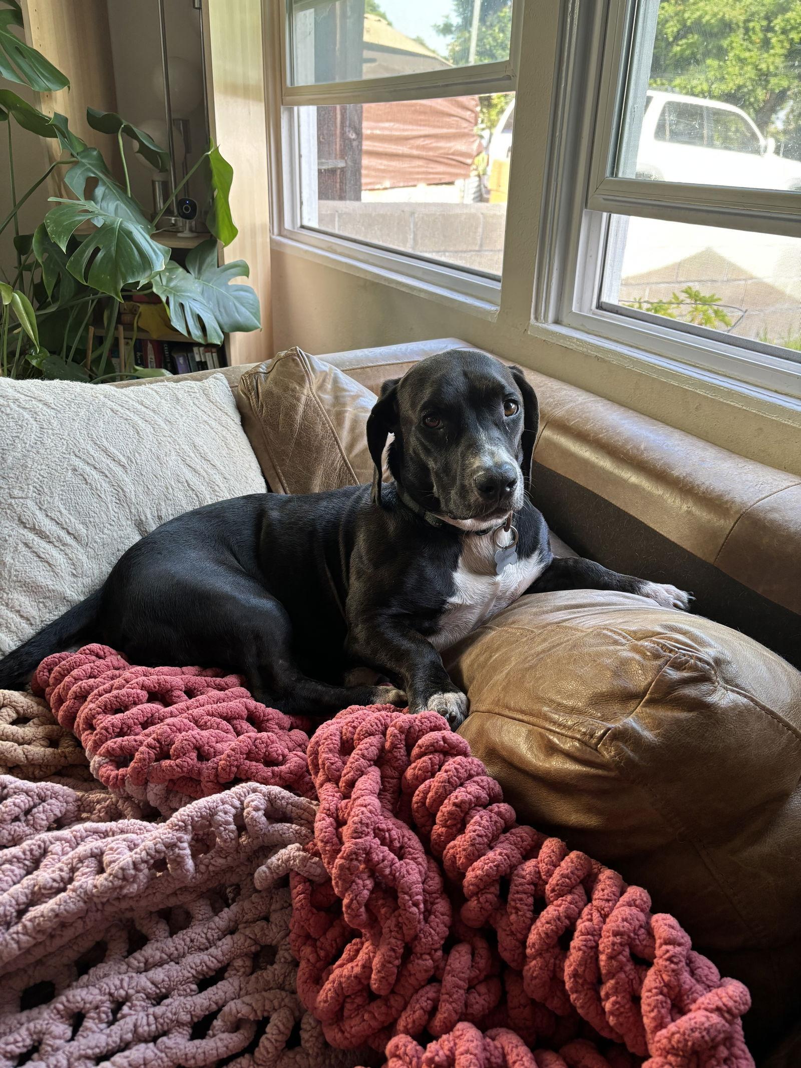 Enlarge Cooper, a Adopted mixed breed in San Diego, CA image 2/3