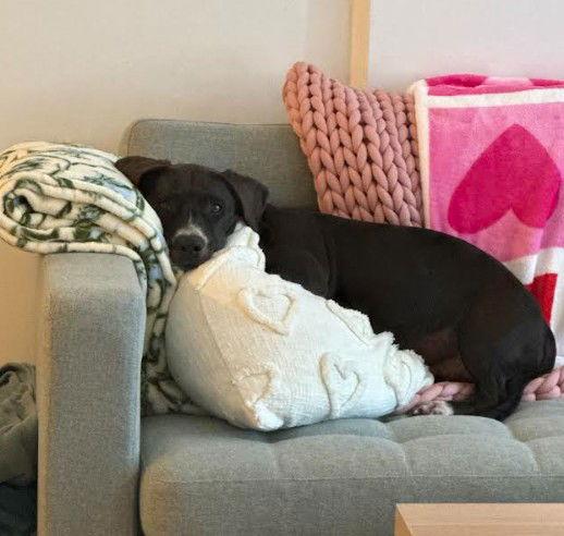 Enlarge Cooper, a Adopted mixed breed in San Diego, CA image 3/3