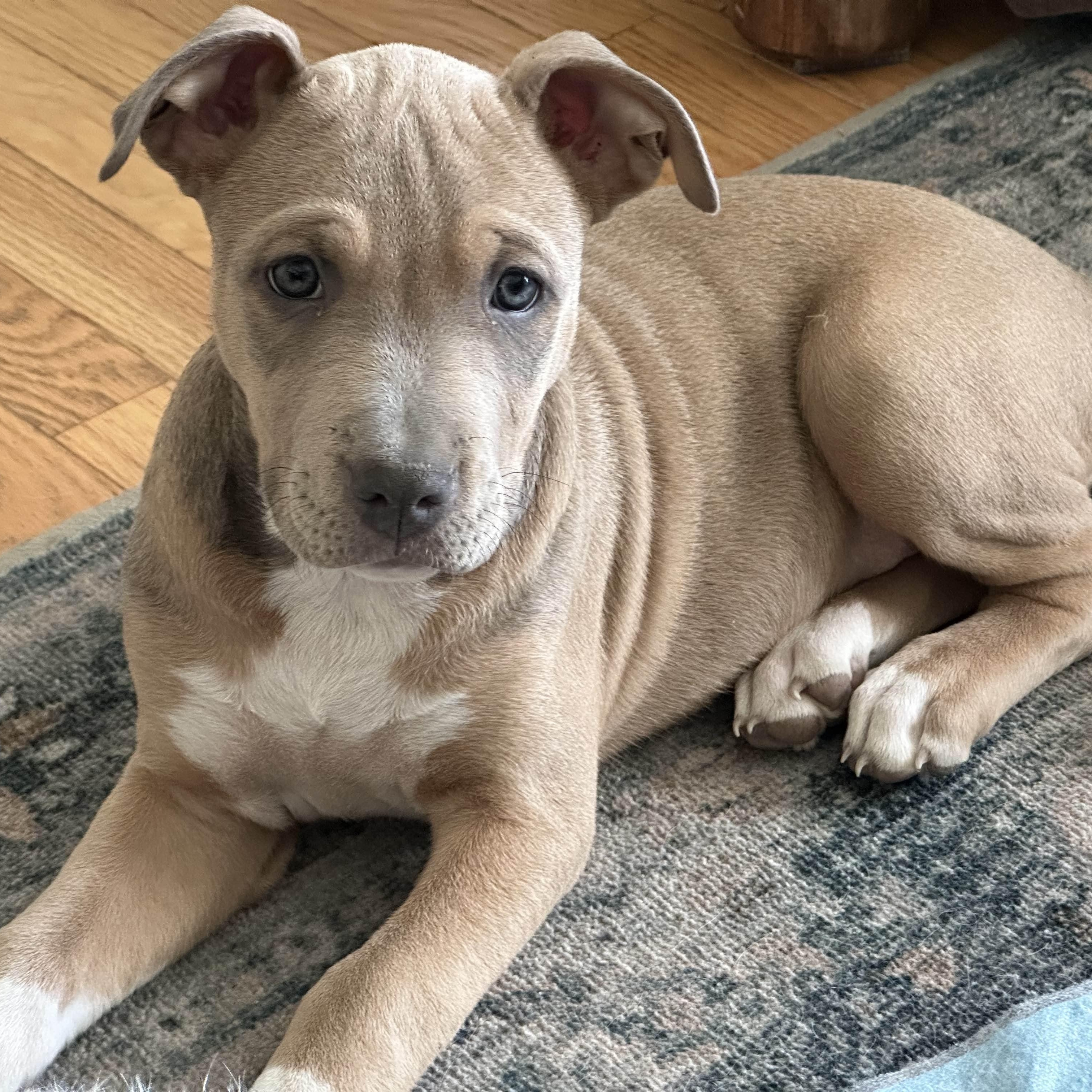 Enlarge Samantha (Sammie), a ADOPTABLE Pit Bull Terrier in Westchester, IL image 4/4