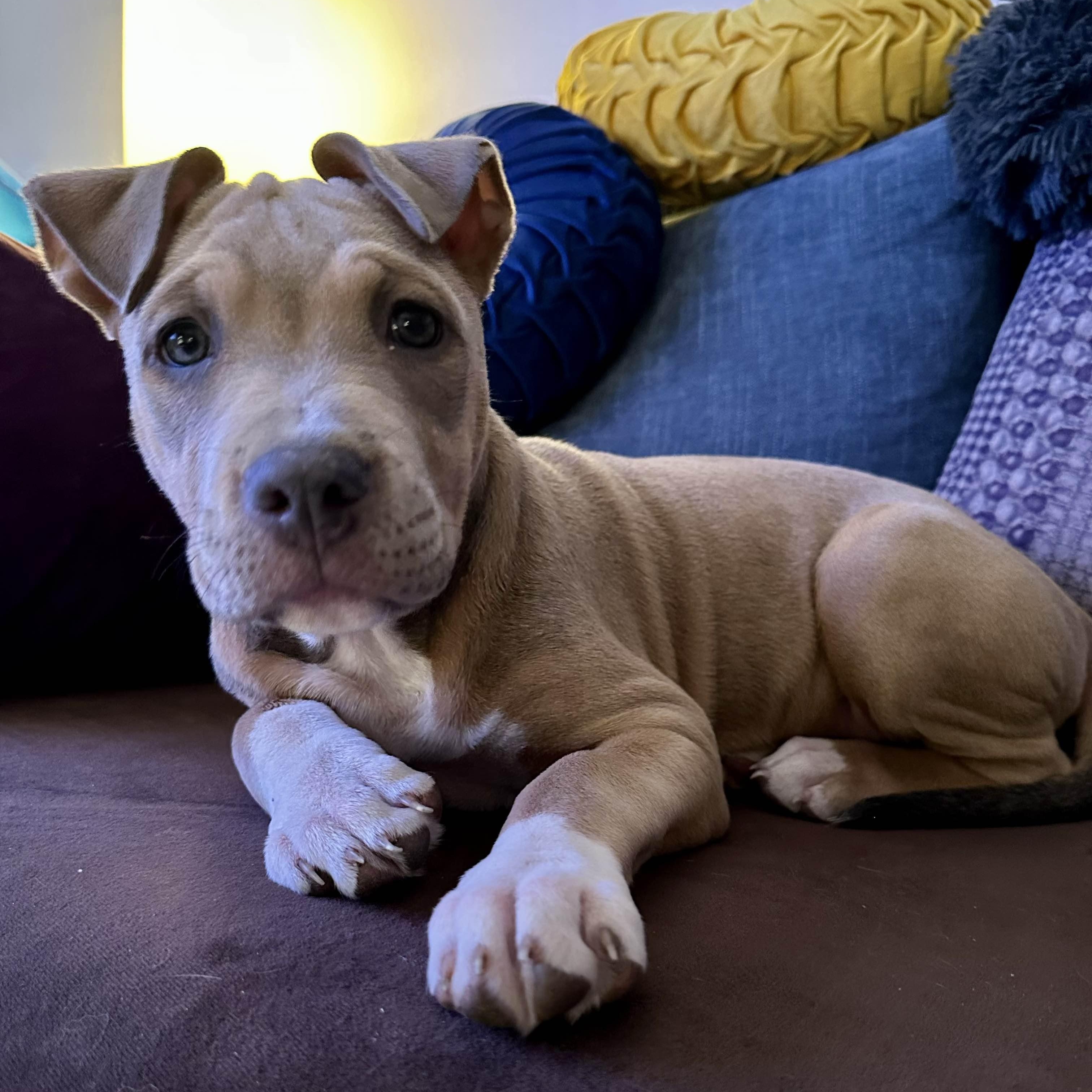 Enlarge Samantha (Sammie), a ADOPTABLE Pit Bull Terrier in Westchester, IL image 3/4