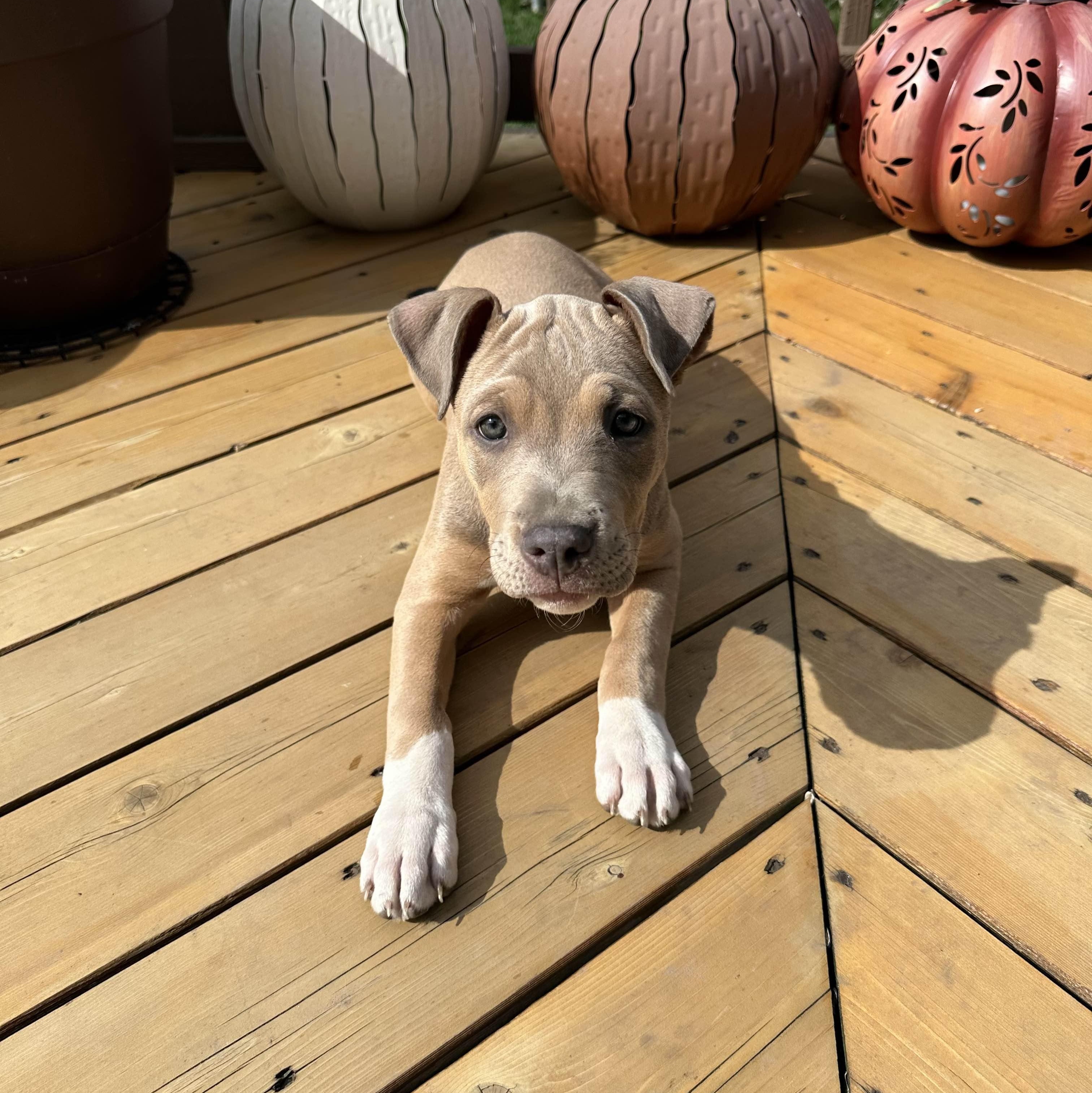 Enlarge Samantha (Sammie), a ADOPTABLE Pit Bull Terrier in Westchester, IL image 2/4