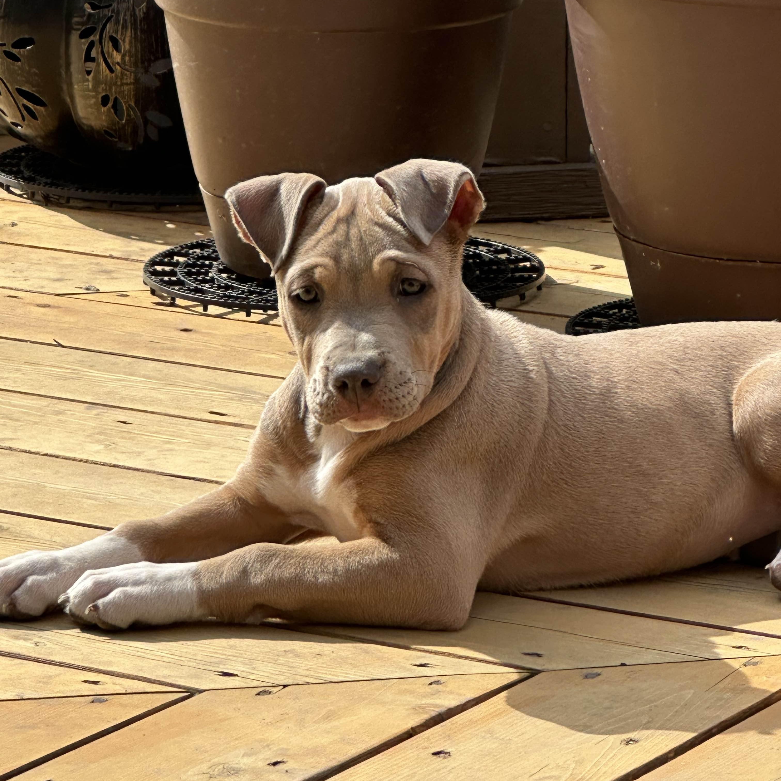 Enlarge Samantha (Sammie), a ADOPTABLE Pit Bull Terrier in Westchester, IL image 1/4