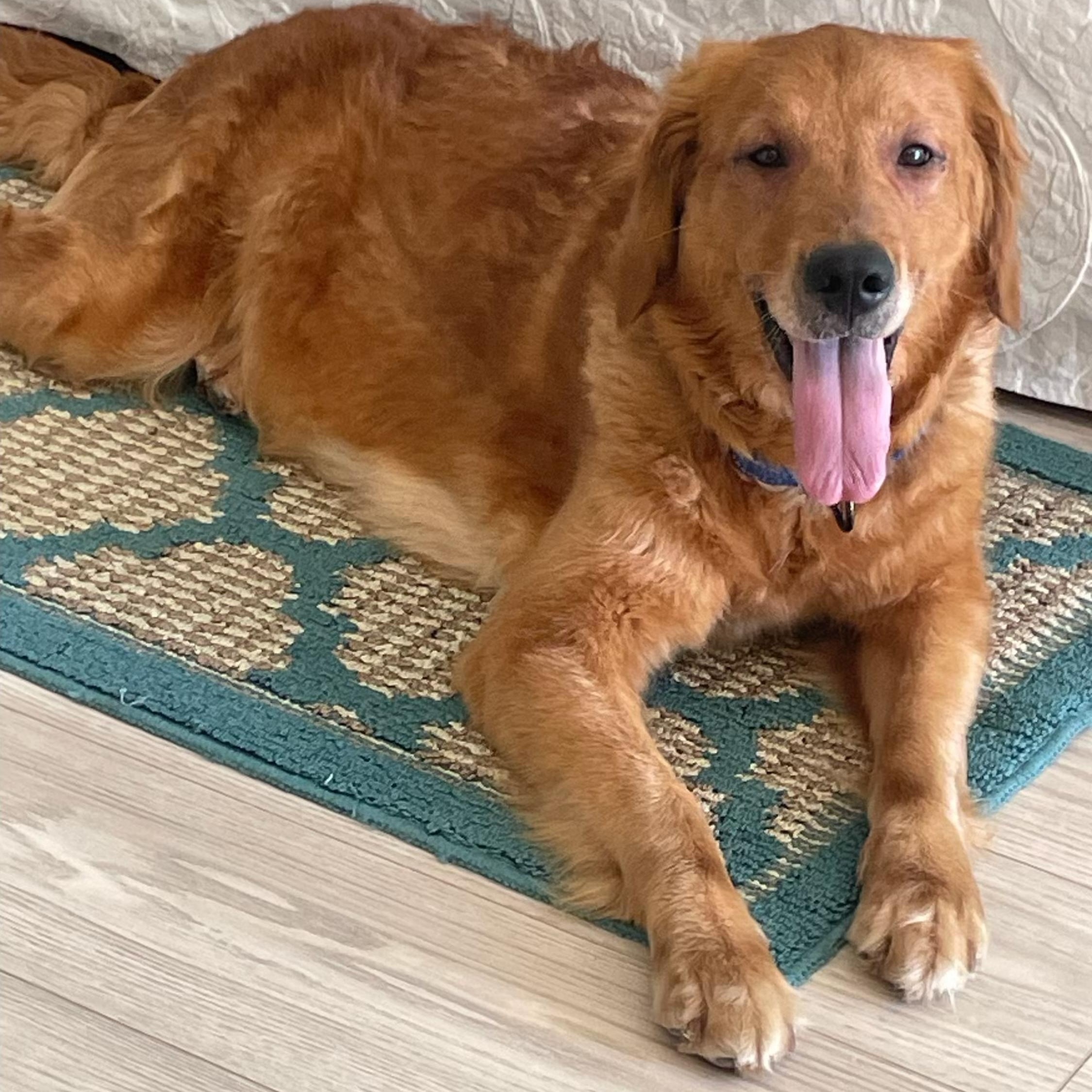 Blossom, a ADOPTABLE Golden Retriever in Los Angeles, CA image 3/4